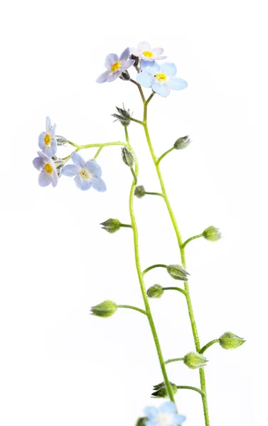 Lente flora — Stockfoto
