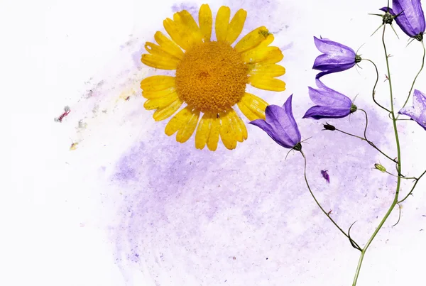 Erdiges Hintergrundbild mit floralen Elementen. Nützliches Gestaltungselement — Stockfoto