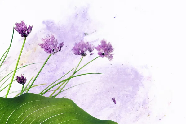 花の要素とカラフルなイラスト — ストック写真