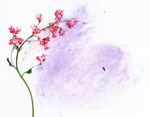 Renkli resimde çiçek öğeleri — Stok fotoğraf