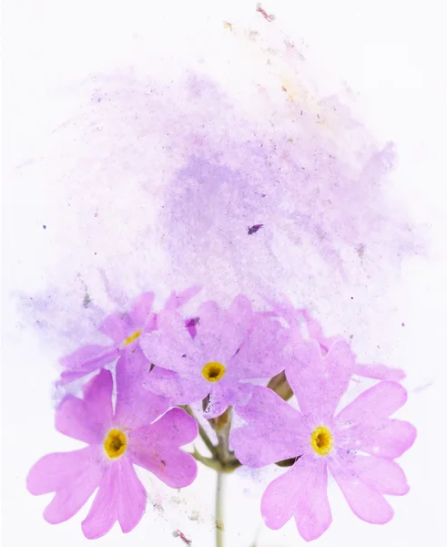 Illustrazione colorata con elementi floreali — Foto Stock