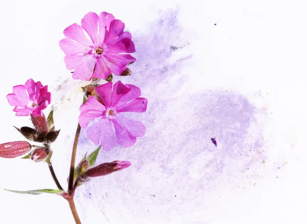 Renkli resimde çiçek öğeleri — Stok fotoğraf
