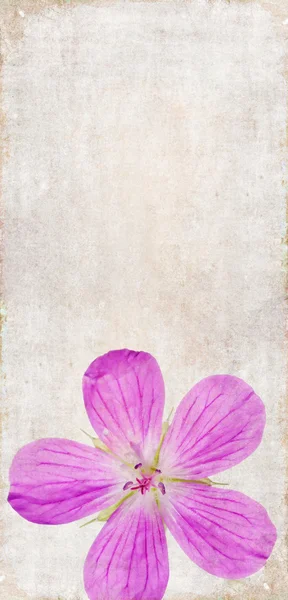 Virág színes illusztráció — Stock Fotó