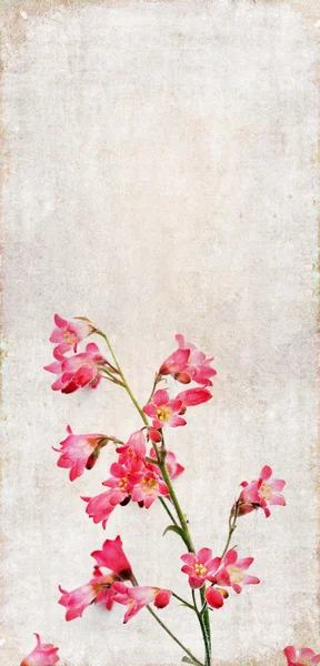 花の要素を持つ素朴な背景イメージです。便利なデザイン要素 — ストック写真