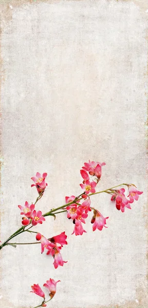 花の要素とカラフルなイラスト — ストック写真