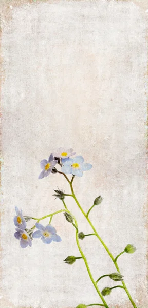 Kleurrijke illustratie met florale elementen — Stockfoto