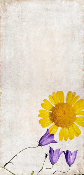 Красочная иллюстрация с цветочными элементами — стоковое фото