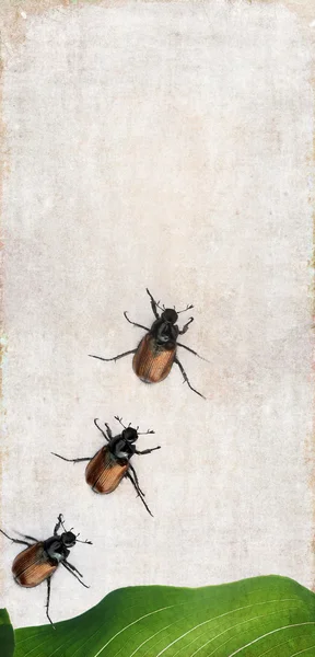 Preciosa imagen de fondo con escarabajos de cerca. elemento de diseño útil . — Foto de Stock