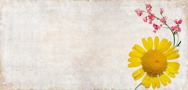 土黄色背景图像与花卉元素。有用的设计元素. — 图库照片