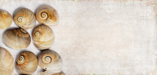 海の貝殻を持つ素敵な背景画像を閉じます。便利なデザイン要素. — ストック写真