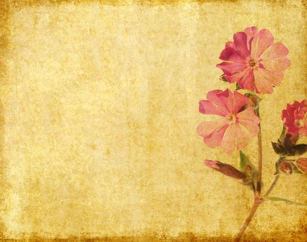 Imagem de fundo terroso com elementos florais — Fotografia de Stock