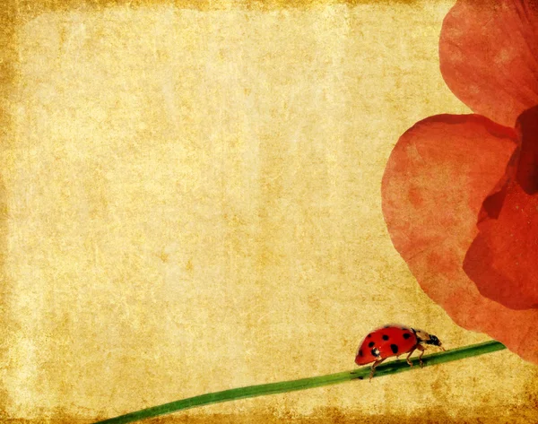 Härlig bakgrundsbild med ladybird och blommig element — Stockfoto