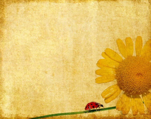 Härlig bakgrundsbild med ladybird och blommig element — Stockfoto