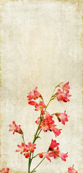 土黄色背景图像与花卉元素 — 图库照片