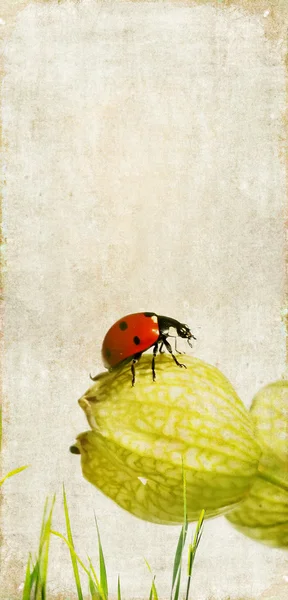 可爱背景图像与瓢虫和花卉元素 — 图库照片