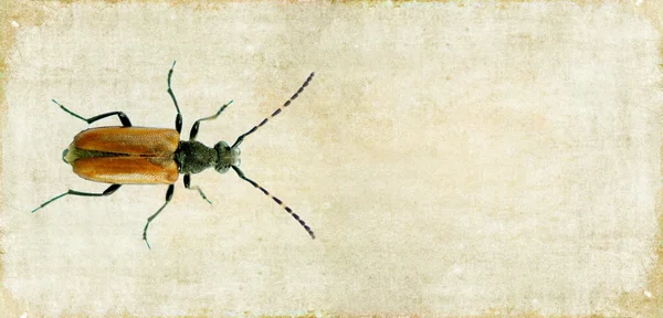 Härlig bakgrundsbild med beetle på nära håll. användbar designelement. — Stockfoto