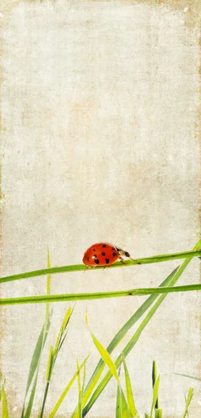 可爱背景图像与瓢虫和花卉元素 — 图库照片