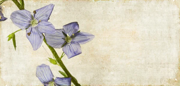 Aardse achtergrondafbeelding met florale elementen — Stockfoto