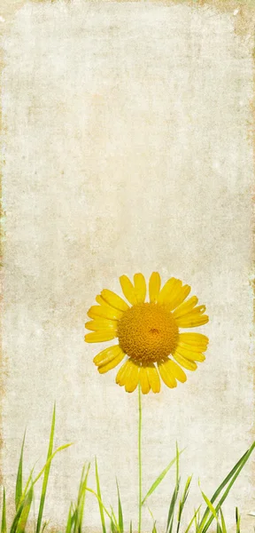 Γήινα υπόβαθρο εικόνα με floral στοιχεία — Φωτογραφία Αρχείου