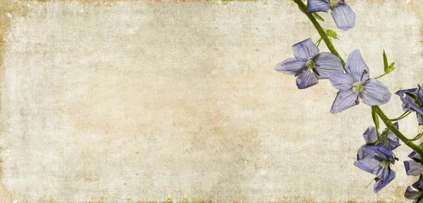 花の要素を持つ素朴な背景画像 — ストック写真