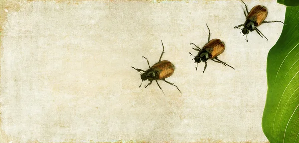 Preciosa imagen de fondo con escarabajos de cerca. elemento de diseño útil . —  Fotos de Stock