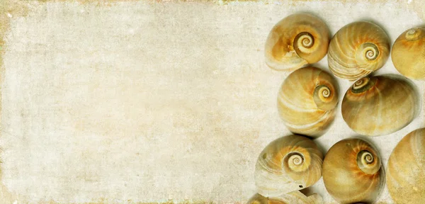 海の貝殻を持つ素敵な背景画像を閉じます。便利なデザイン要素 — ストック写真