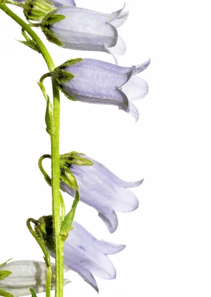 Schöne Frühlingsflora — Stockfoto