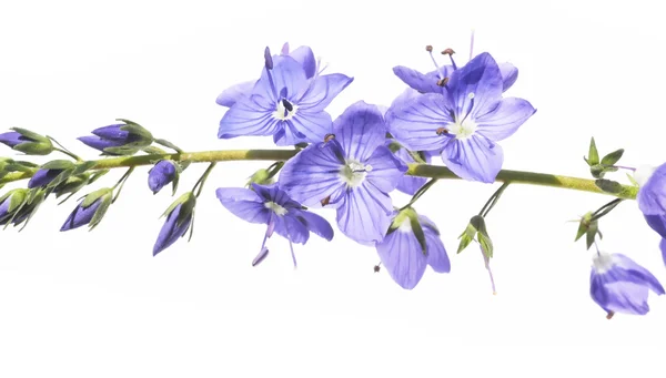 Preciosa flora de primavera —  Fotos de Stock