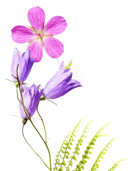 Lovely spring flora — Stock Photo, Image