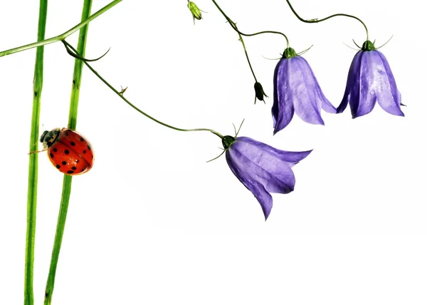 Piękne tło z biedronka i kwiatowy elementy — Zdjęcie stockowe