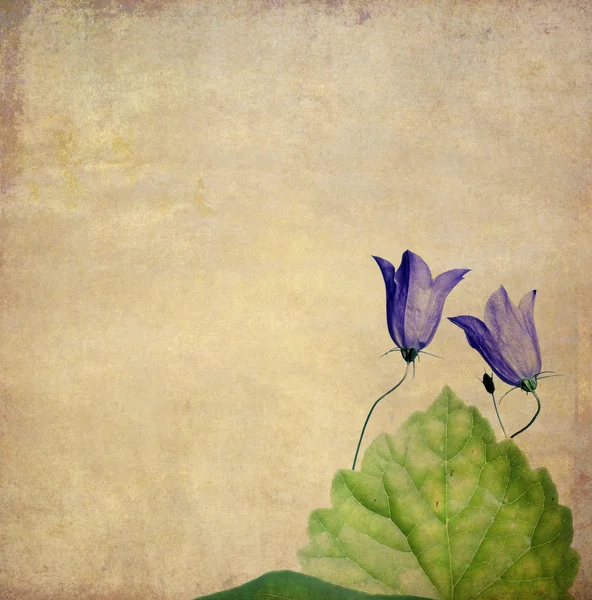 土黄色背景图像与花卉元素 — 图库照片