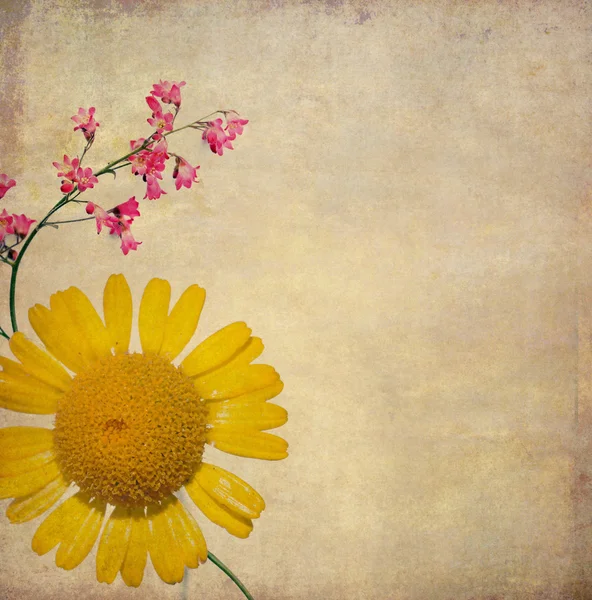 Erdiges Hintergrundbild mit floralen Elementen — Stockfoto
