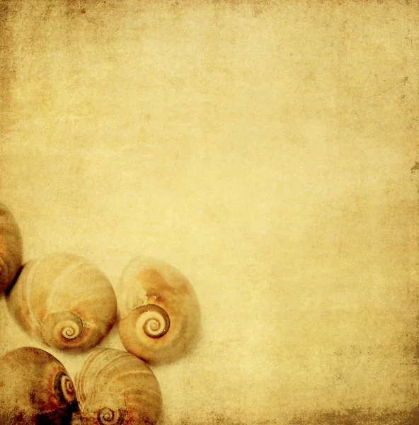 海の貝殻を持つ素敵な背景画像を閉じます。便利なデザイン要素 — ストック写真