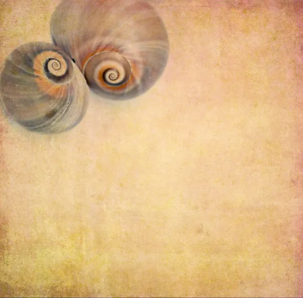 Imagem de fundo adorável com conchas do mar de perto. elemento de design útil — Fotografia de Stock