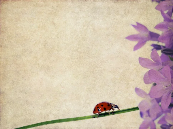 土黄色背景图像与花卉元素和瓢虫 — 图库照片