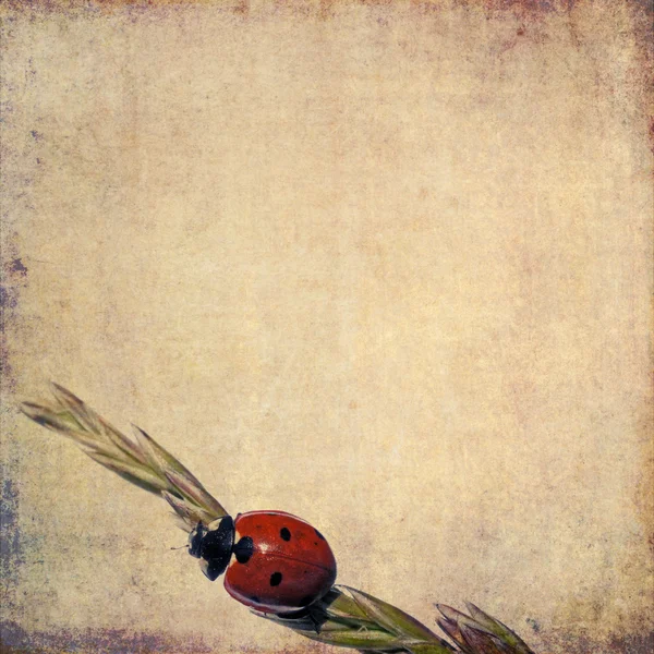 Jordnära bakgrundsbild med blommig element och ladybird — Stockfoto