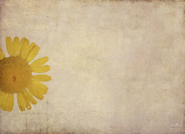 花の要素と素敵な背景画像 — ストック写真