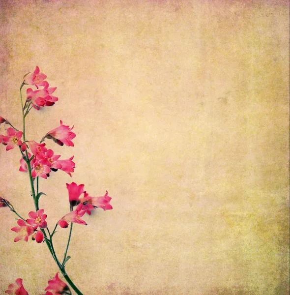 Linda imagem de fundo com elementos florais — Fotografia de Stock