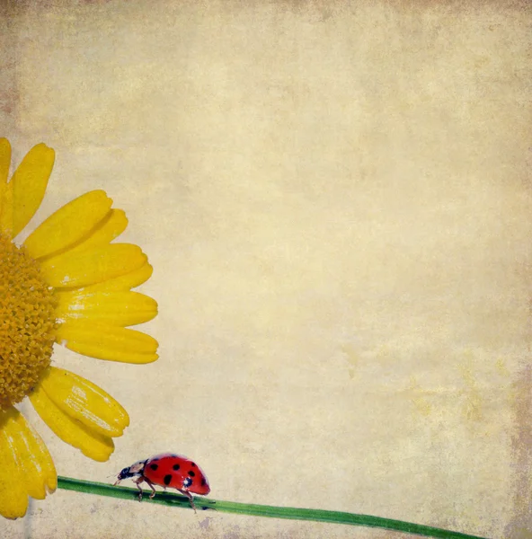 花の要素とテントウムシと素朴な背景画像 — ストック写真