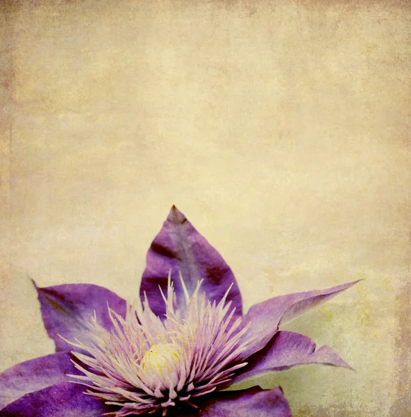 Aardse achtergrond textuur met florale elementen — Stockfoto
