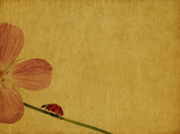 Dünyevi arka plan görüntüsü ile çiçek öğeleri ve uğur böceği — Stok fotoğraf