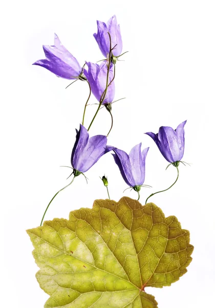 花の要素を持つ素朴な背景テクスチャ — ストック写真