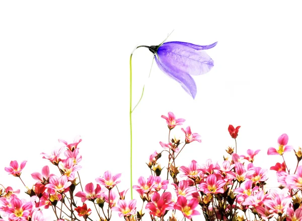 土黄色背景纹理与花卉元素 — 图库照片