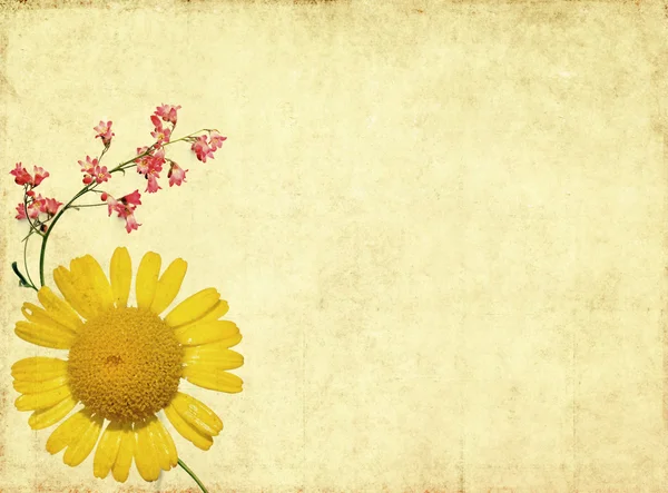 Dünyevi arka plan doku çiçek öğeleri — Stok fotoğraf