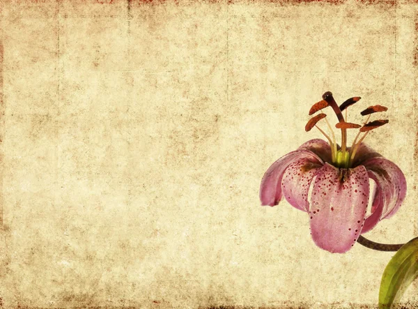 Erdige Hintergrundtextur mit floralen Elementen — Stockfoto