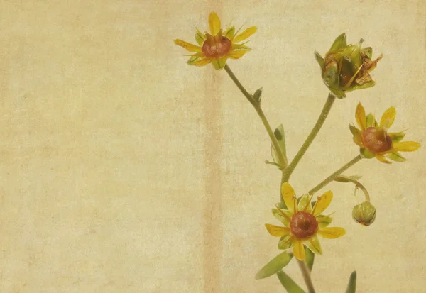 Земляная текстура фона с цветочными элементами — стоковое фото