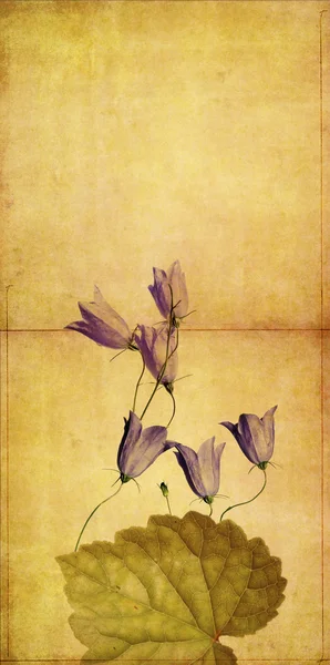 Dünyevi arka plan doku çiçek öğeleri — Stok fotoğraf