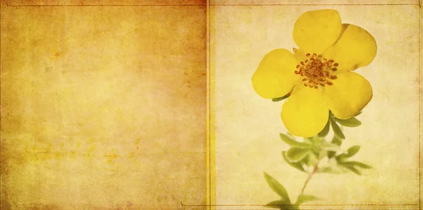 Erdige Hintergrundtextur mit floralen Elementen — Stockfoto