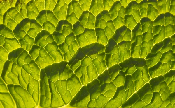 stock image Green leaf up close