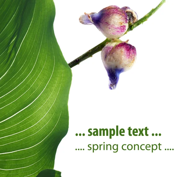 春天植物区系白色背景 — 图库照片